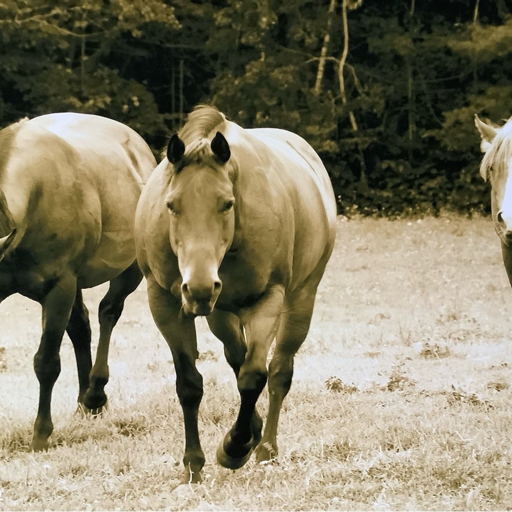 Set of Alicia Soave-White Prints of photography Horses: Quarter horses & Foal